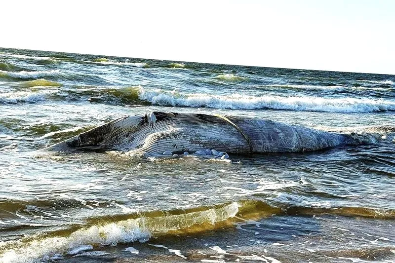 Ciekawe fakty o tym, co waży 10 ton w świecie przyrody