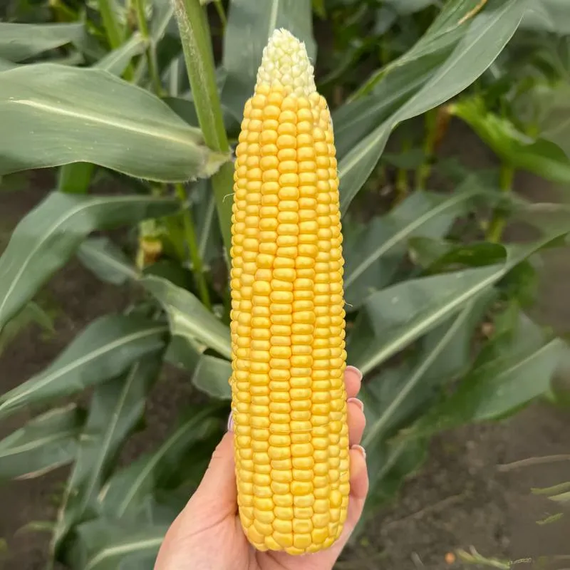 Czy kukurydza to zboże? Odkrywamy prawdę na temat ARiMR