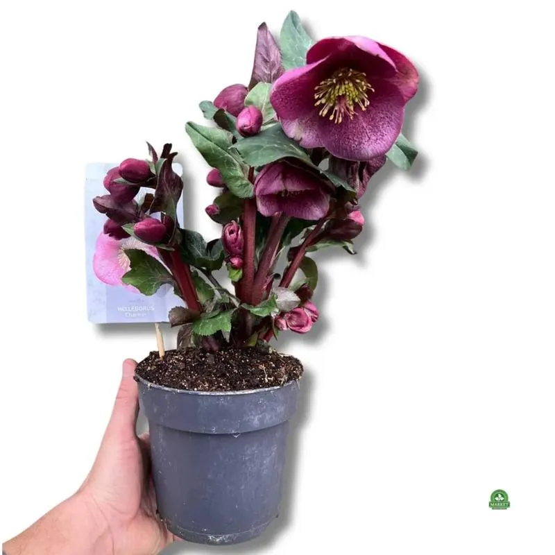 Idealna gleba dla ciemiernika – jak ją przygotować?