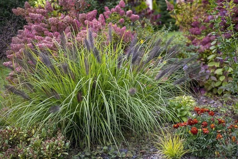 Idealna trawa na trudną gliniastą glebę – co wybrać?