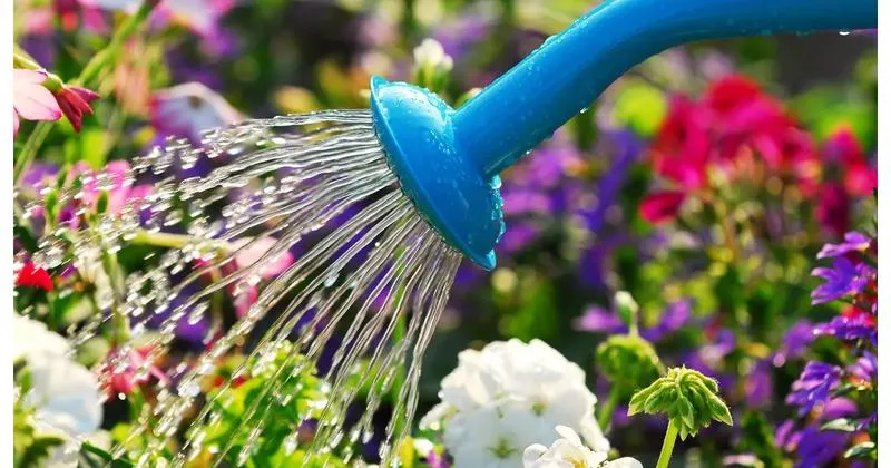 Jak często podlewać rośliny w ogrodzie? Praktyczny przewodnik dla każdego ogrodnika