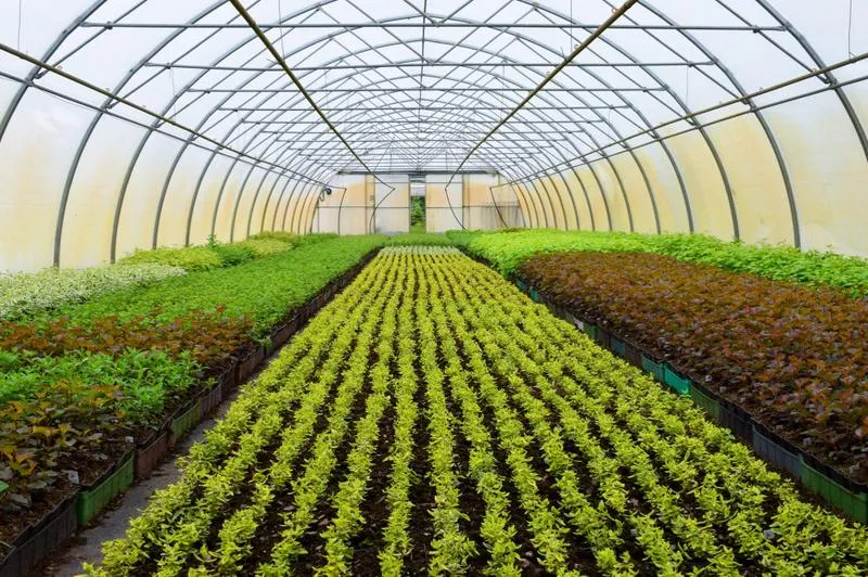 Jak genetyka kształtuje przyszłość rolnictwa i hodowli zwierząt?