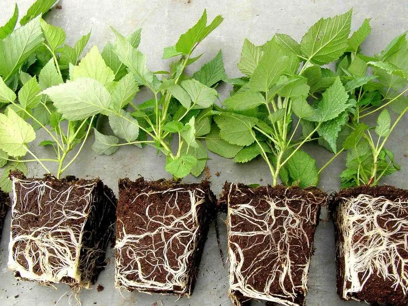 Jak skutecznie wysłać sadzonki, aby dotarły w idealnym stanie?