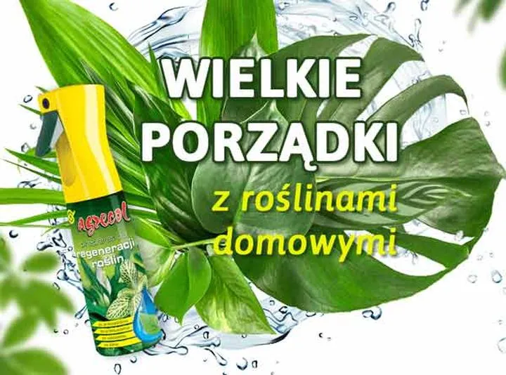 Jak zadbać o liście roślin i czym je skutecznie myć?