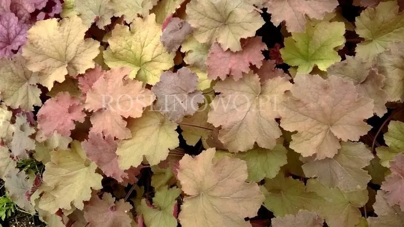 Jaką glebę wybrać dla żurawki, aby pięknie rosła?