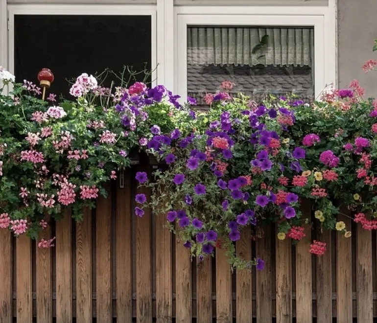 Jakie rośliny wybrać na balkon, aby cieszyć się zielenią przez całe lato?