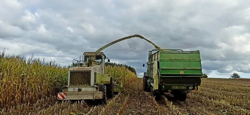 Kiedy i jak koszenie kukurydzy na ziarno może przynieść najlepsze rezultaty?