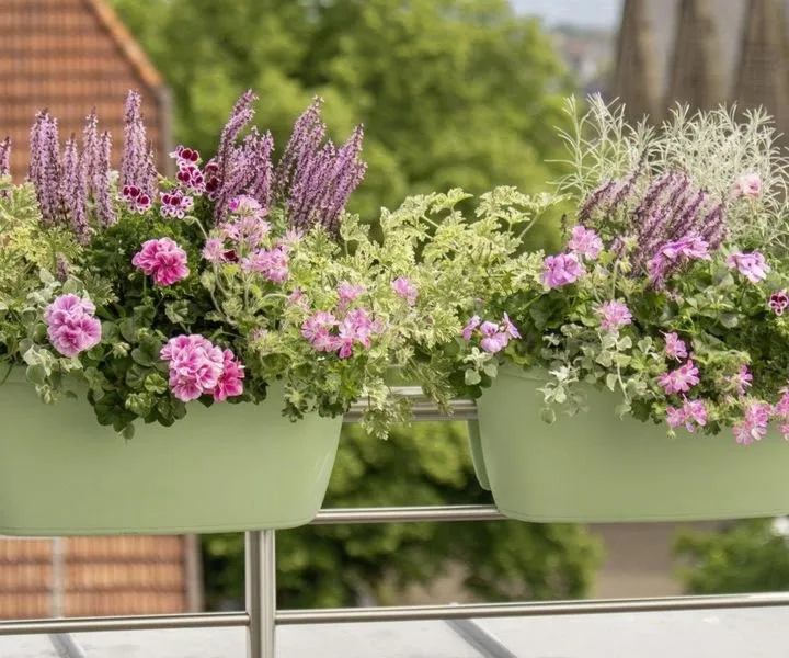 Kiedy najlepiej przygotować sadzonki z pelargonii? Praktyczny przewodnik dla ogrodników