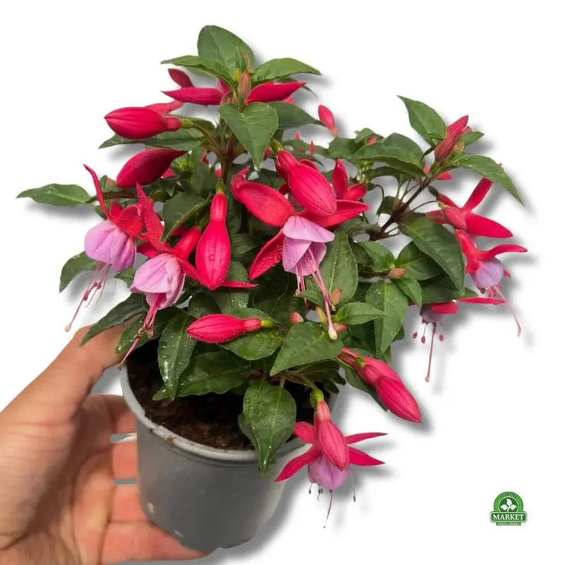 Kiedy najlepiej wysiewać nasiona fuksji? Praktyczny przewodnik dla ogrodników