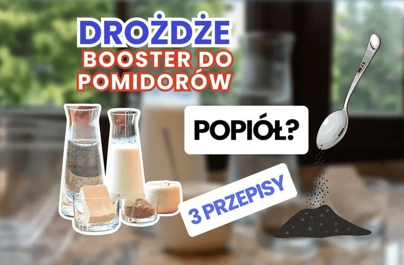 Kiedy stosować oprysk z drożdży na pomidory, by uzyskać lepsze plony?