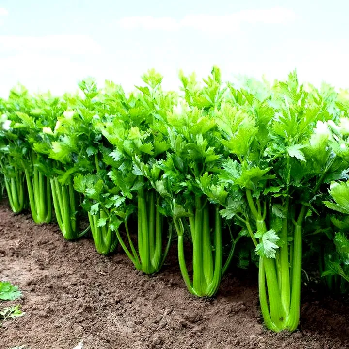 Kiedy wysiewać seler, aby cieszyć się obfitym plonem?