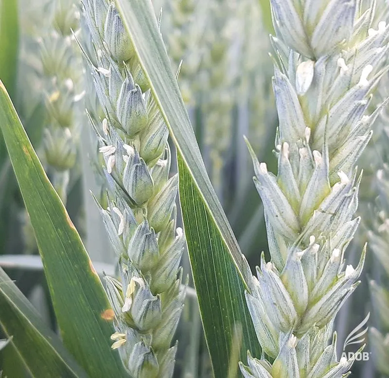 Kiedy zboża kwitną? Odkryj tajniki ich cyklu wzrostu