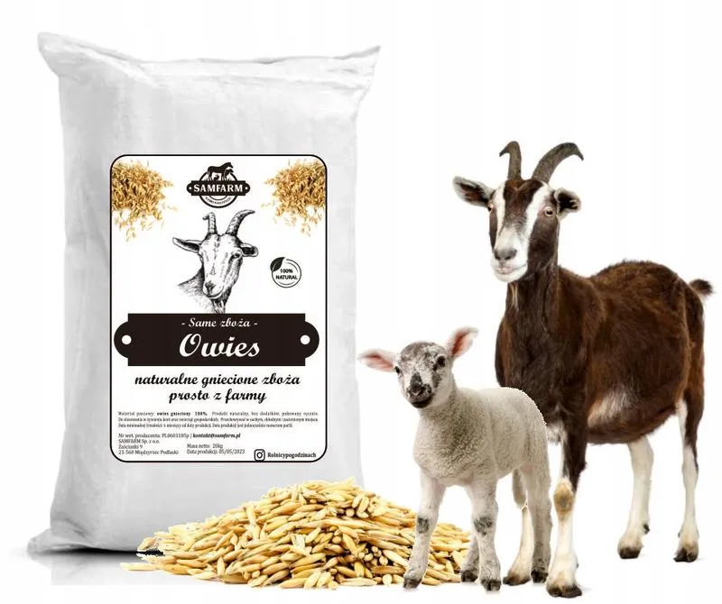 Najlepsze zboża dla kóz: jak wybrać idealną paszę dla Twojego stada