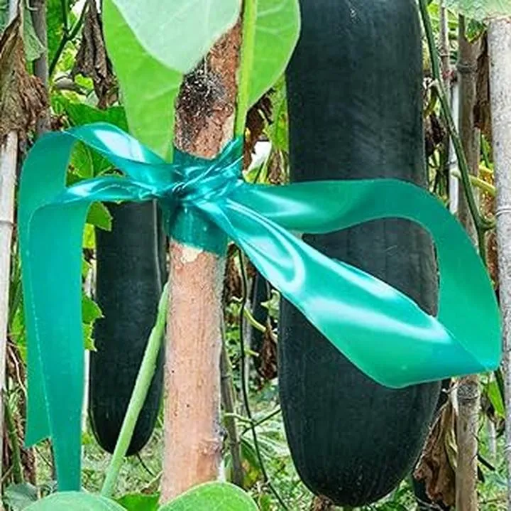 Odkryj piękno: wstążka jak roślina w Twoim ogrodzie