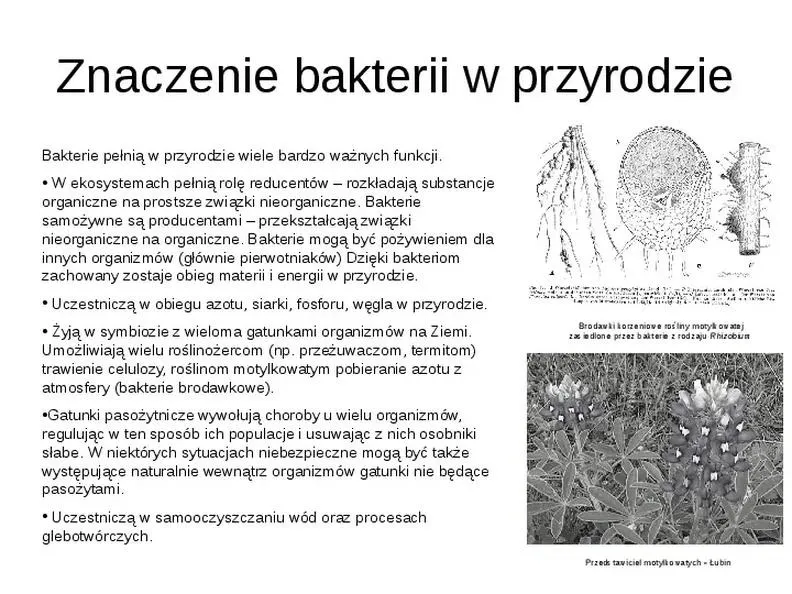 Odkryj znaczenie bakterii w przyrodzie: małe organizmy, wielkie wpływy