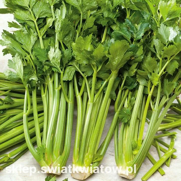 Odpowiedni czas na sadzenie sadzonek selera – jak go nie przegapić?