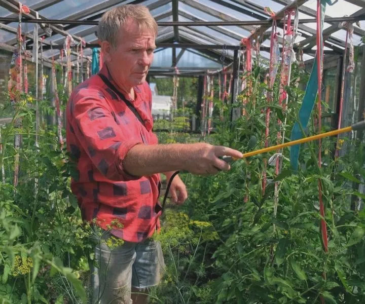 Oprysk z liści pomidorów – naturalny sposób na ochronę roślin i zwalczanie chorób