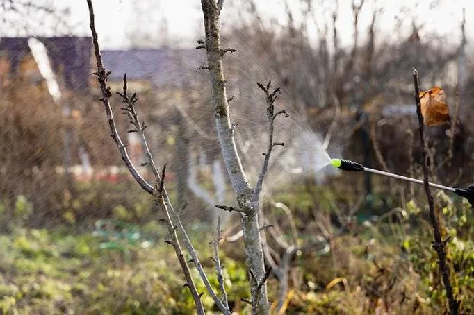 Optymalne warunki do oprysku miedzianem – w jakiej temperaturze najlepiej to zrobić?