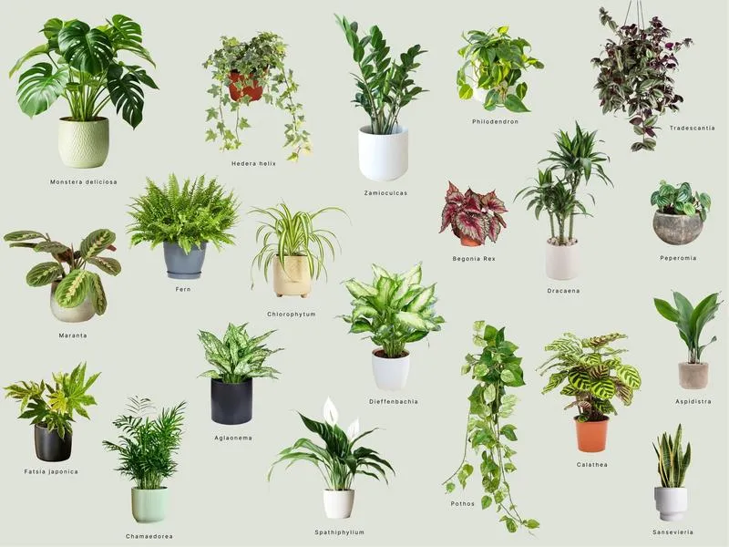 Rośliny do salonu – jakie wybrać, aby ożywić wnętrze?