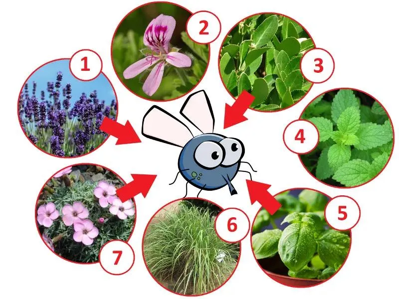 Rośliny, które skutecznie odstraszają muchy – naturalne sposoby na uciążliwe insekty