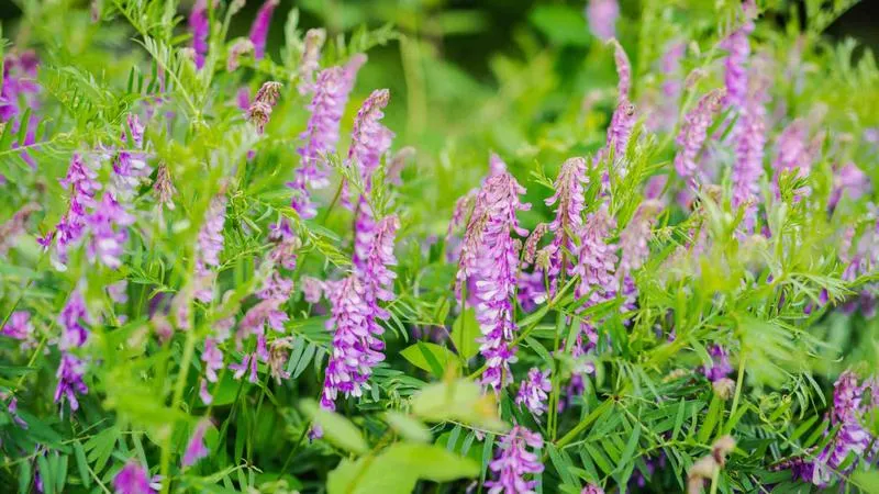 Sekrety roślin motylkowych: Jak wspierają urodzajność gleby?