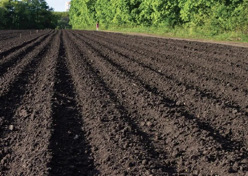 Skuteczne metody na obniżenie zasolenia gleby w ogrodzie