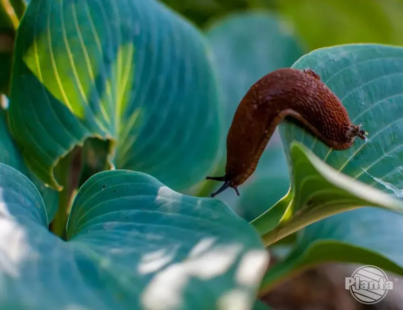 Skuteczne sposoby na oczyścić rośliny ze ślimaków w ogrodzie