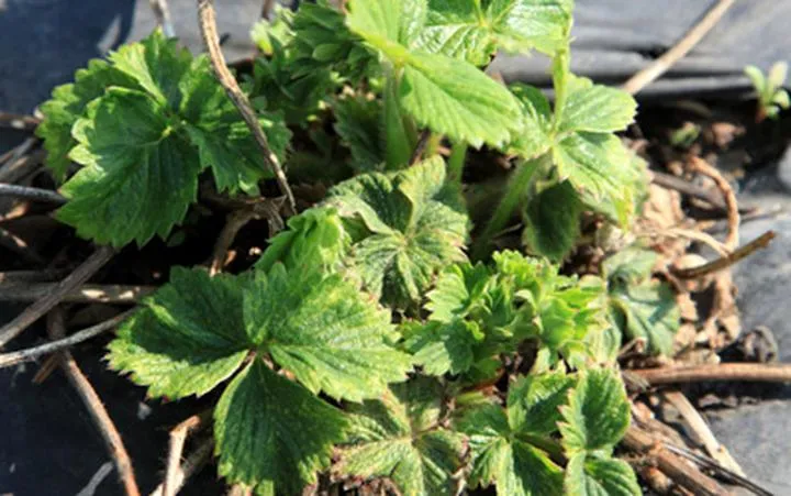 Skuteczne sposoby na zwalczanie przędziorka w truskawce – jaki oprysk wybrać?