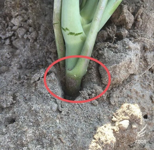 Skuteczne sposoby na zwalczanie śmietki kapuścianej – jaki oprysk wybrać?