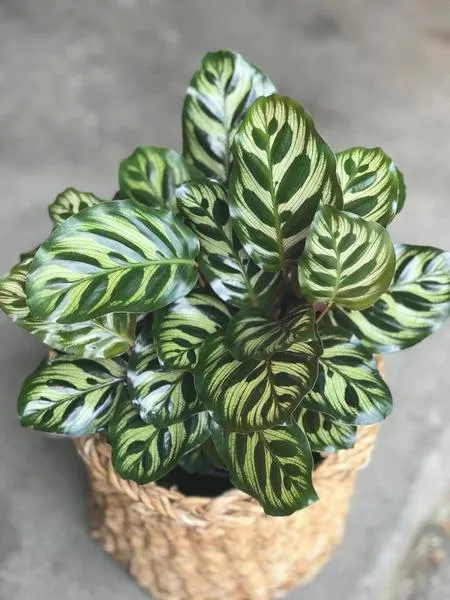 Agava zastosowania