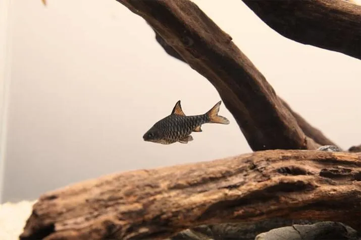 Akwarium bez roślin