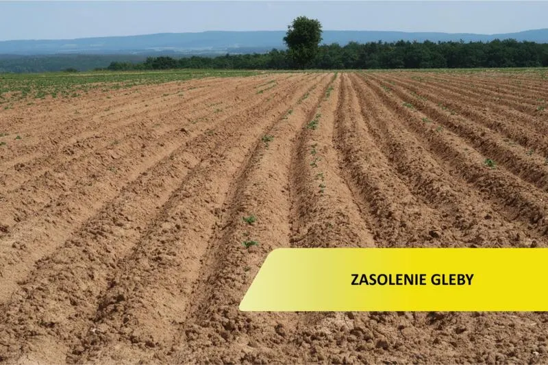 Badanie zasolenia gleby