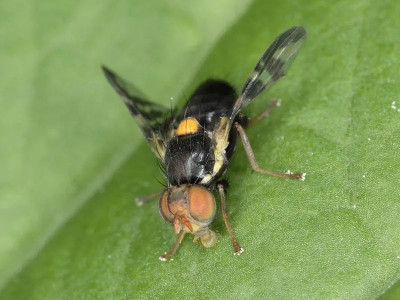 Biologia nasionnicy trześniówki