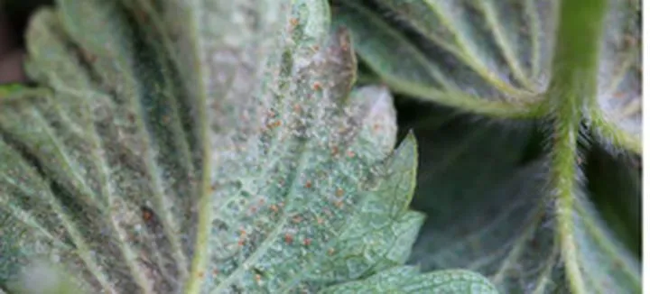 Biologiczne metody zwalczania