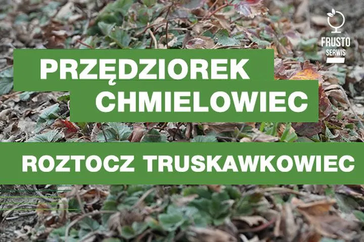 Chemiczne opryski na przędziorka