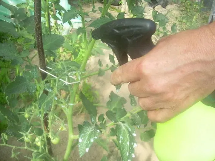 Chemiczne środki ochrony pomidorów