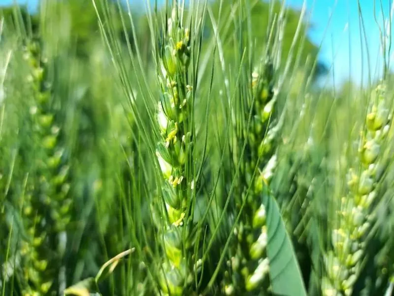 Cykl wzrostu zbóż
