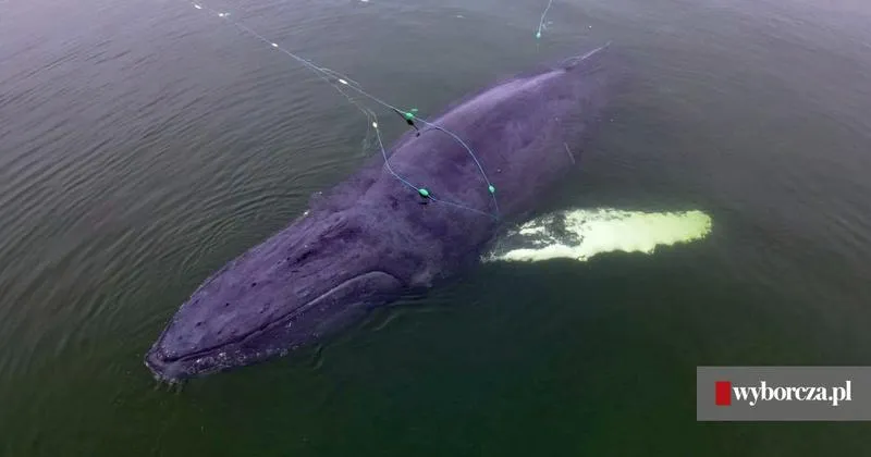 Czołgi i bezpieczeństwo