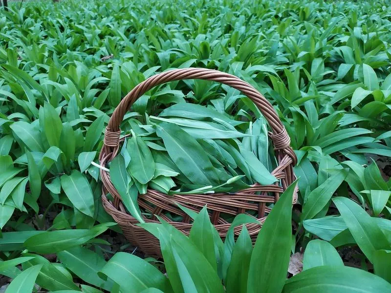 Czosnek niedźwiedzi w kuchni i diecie