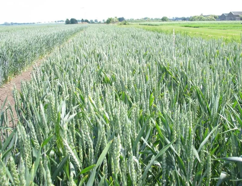 Dopłaty bezpośrednie dla rolników