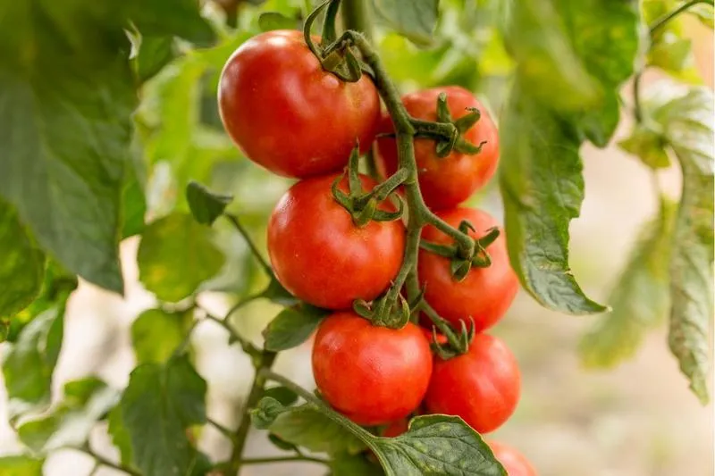 Ekologiczne i ekonomiczne uprawy pomidorów