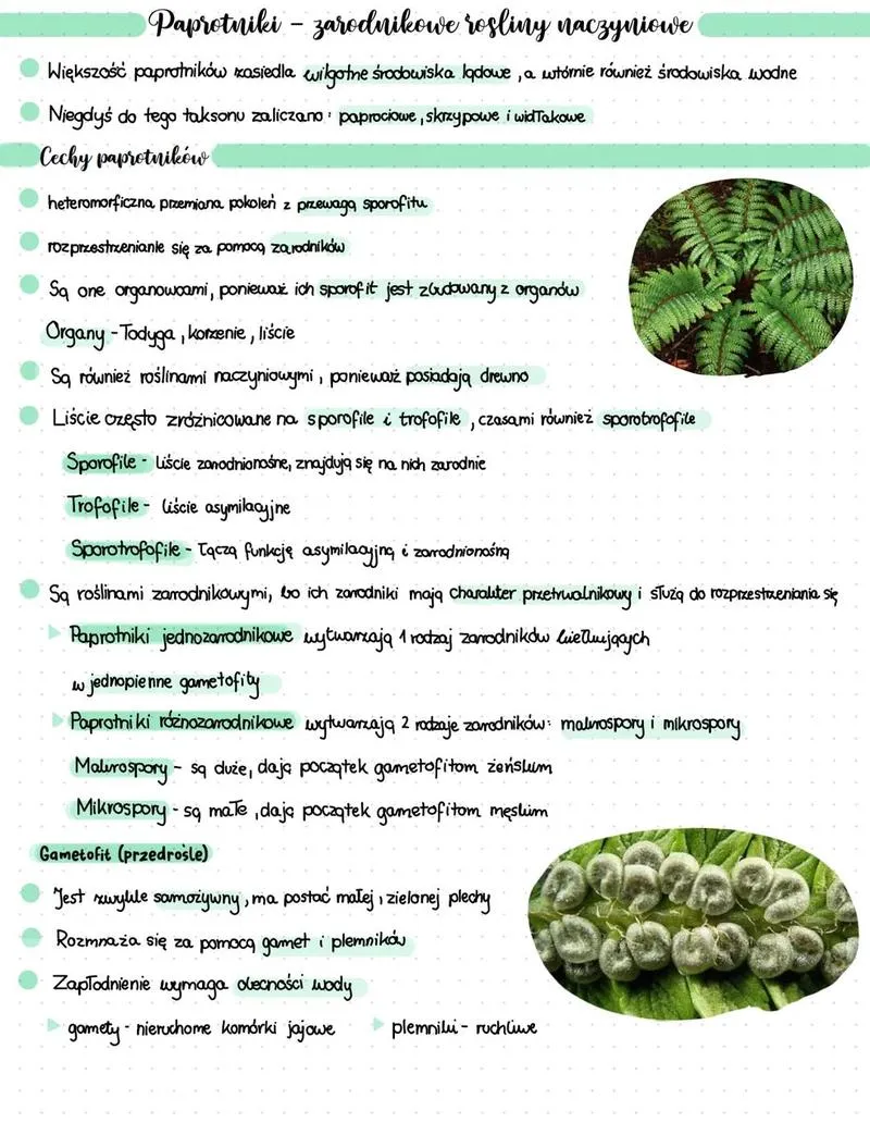 Ewolucja roślin zarodnikowych