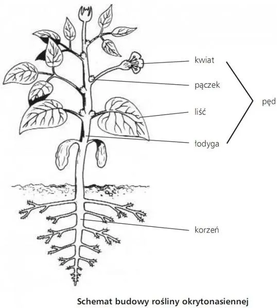 Ewolucyjna przewaga