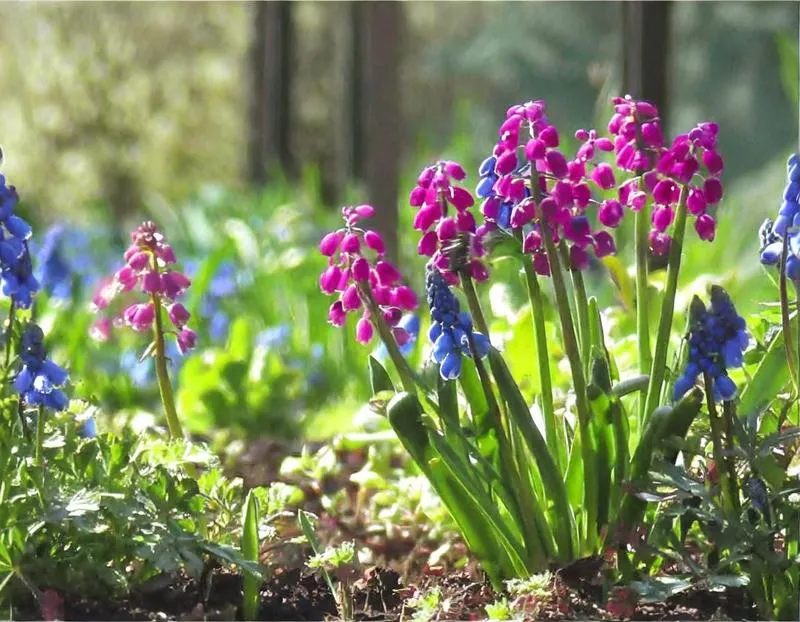 Gatunki roślin odporne na wysokie temperatury