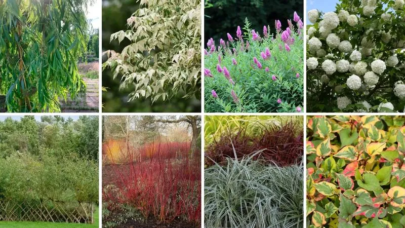 Gatunki traw na gliniastej glebie