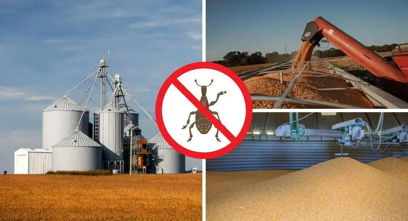 Gazowanie zboża przewodnik