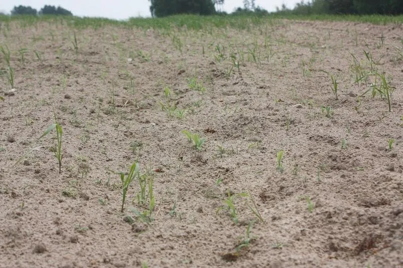 Gleba jako fundament życia