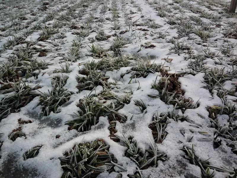 Hartowanie roślin w ogrodzie