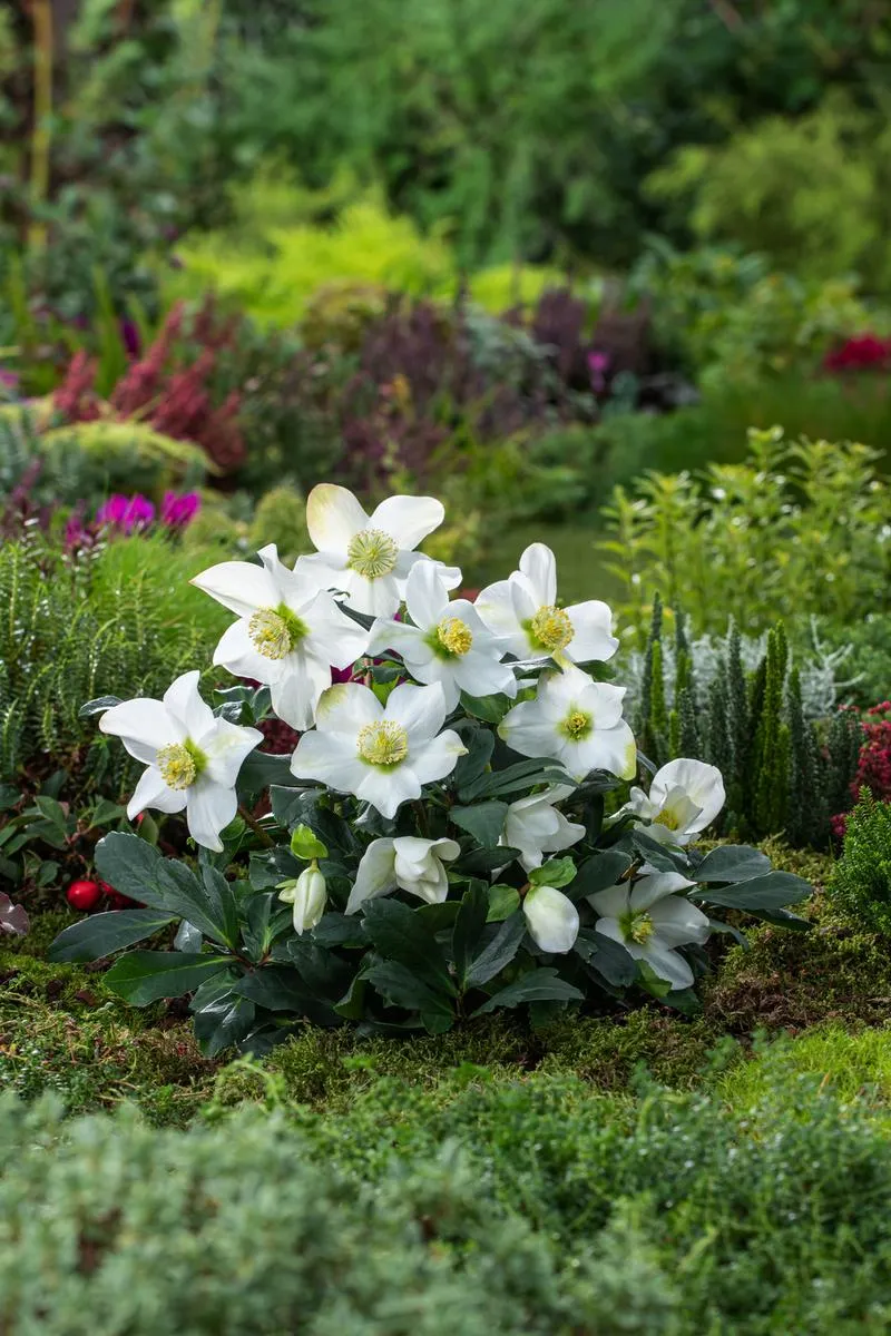 Idealna gleba dla ciemiernika