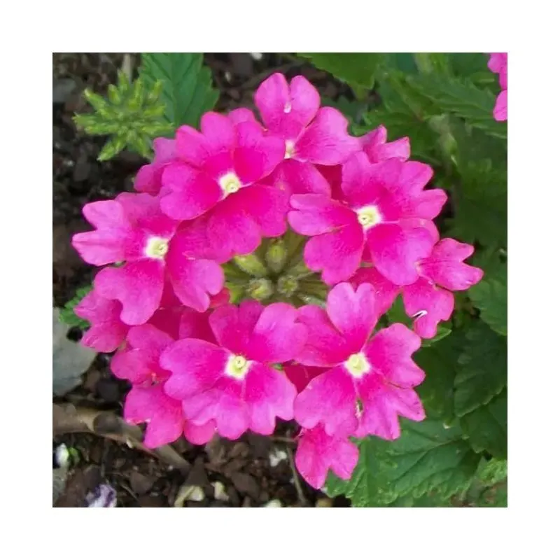 Idealny nawóz do werbeny